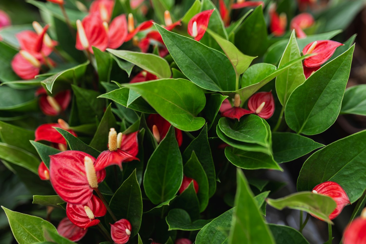 image of hawaiian tropical flowers, red anthurium